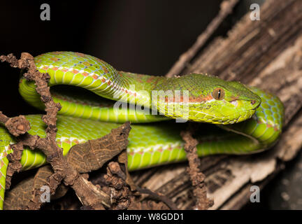Wunderschöne Phuket Green Pit Viper (Ein älterer Name phuketensis) in einem Baum auf Phuket, Thailand. Stockfoto