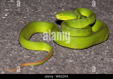 Nahaufnahme Foto von einem White-Lipped Bambusotter (Ein älterer Name albolabris) eingerollt in Thailand Stockfoto