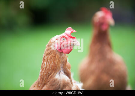 Nelly und Shelly Käfig frei auf der Weide angehoben hühnchen Legehennen in Warwick, England. Freundliche Mädchen in eine abenteuerliche Erkundung Stockfoto