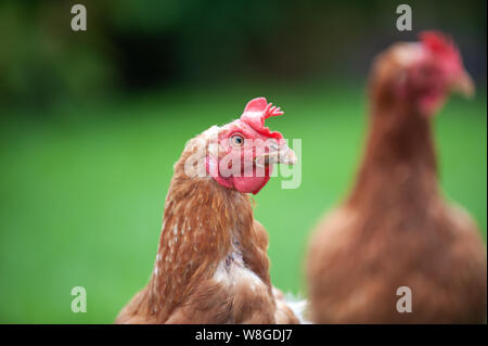 Nelly und Shelly Käfig frei auf der Weide angehoben hühnchen Legehennen in Warwick, England. Freundliche Mädchen in eine abenteuerliche Erkundung Stockfoto