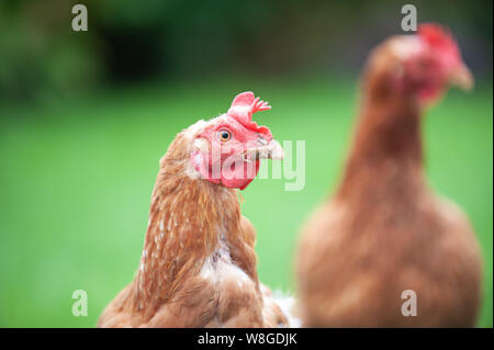 Nelly und Shelly Käfig frei auf der Weide angehoben hühnchen Legehennen in Warwick, England. Freundliche Mädchen in eine abenteuerliche Erkundung Stockfoto