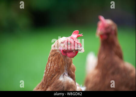 Nelly und Shelly Käfig frei auf der Weide angehoben hühnchen Legehennen in Warwick, England. Freundliche Mädchen in eine abenteuerliche Erkundung Stockfoto