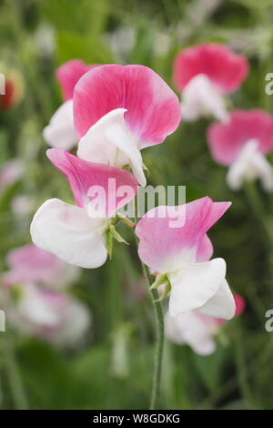 Lathyrus Odoratus "Painted Lady', einem altmodischen, duftende Grandiflora Sweet pea Stockfoto