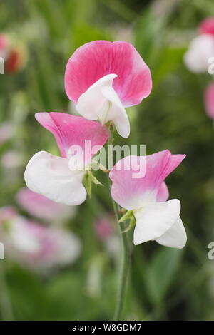 Lathyrus Odoratus "Painted Lady', einem altmodischen, duftende Grandiflora Sweet pea Stockfoto