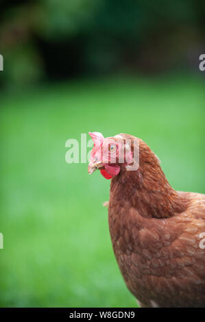 Nelly und Shelly Käfig frei auf der Weide angehoben hühnchen Legehennen in Warwick, England. Freundliche Mädchen in eine abenteuerliche Erkundung Stockfoto