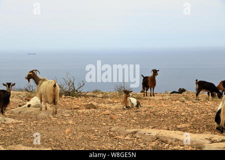 Ziegen Spaziergang voneinander entfernt auf einer Klippe mit Blick auf das blaue Meer Stockfoto