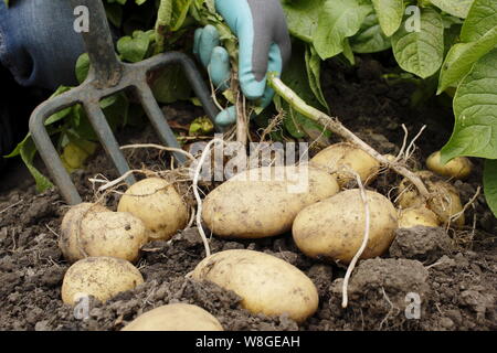 Solanum tuberosum. Harvesting 'Lady Christl' first early potatoes by hand in a kitchen garden. UK Stockfoto
