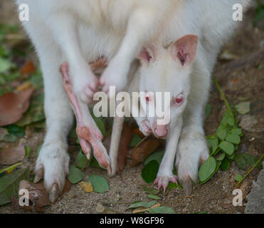 Albino Känguruh und Baby's seltene weiße Erwachsenen und Albino baby Stockfoto