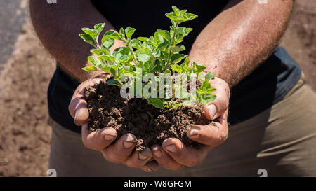 Ein Mann hält einen Oregano Sämling und Boden in Seiner hohlen Hand Stockfoto