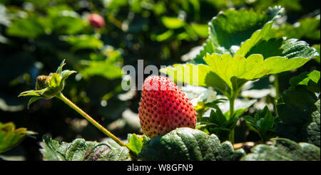 Nahaufnahme einer Erdbeere Anlage auf einem Bauernhof Stockfoto