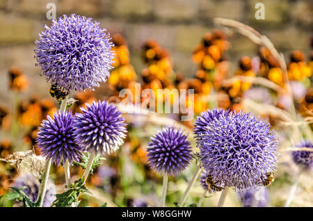 Fünf purple globe Disteln mit Bienen in einem Garten mit Gräsern und Echinacea arbeiten im Sommer Stockfoto