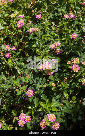 Lantana ist eine Gattung von über 150 Arten von mehrjährig blühende Pflanzen in der Verbena Familie Verbenaceae. Stockfoto