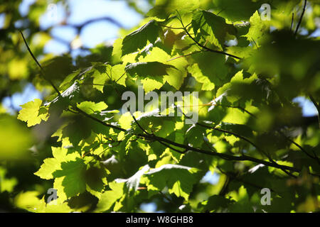 Die Sonne durch hinterlässt einen Bergahorn (Acer pseudoplatanus)'s Tree glänzend Stockfoto