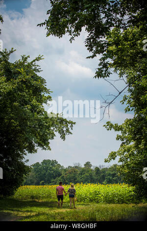 Ein paar Hände halten, während Sie ein Feld mit Sonnenblumen in der Mc Kee-Beshers Wildlife Management Area, in der Nähe von Poolesville, Md., 21. Juli 2017. Stockfoto