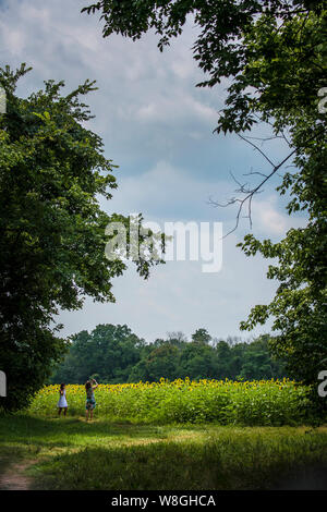 Sonnenblumen beginnen in der westlichen Montgomery County, Mc Kee-Beshers Wildlife Management Bereichen, in der Nähe von Poolesville, Md., 21. Juli 2017 zur Blüte Stockfoto