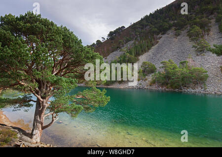 Ein Lochan Uaine, kleines Loch im Glenmore Forest Park, Cairngorms National Park in der Nähe von Aviemore, Badenoch und Strathspey, Schottland, Großbritannien Stockfoto