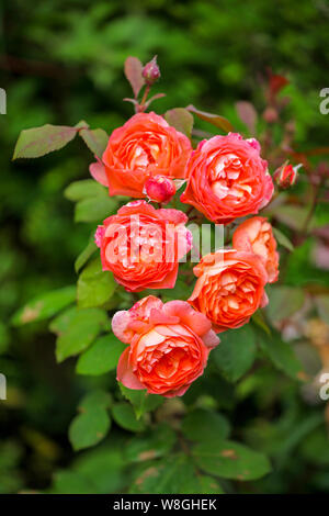 Eine Nahaufnahme Foto von David Austin Rose namens "Lady Emma Hamilton' Stockfoto