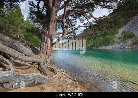 Ein Lochan Uaine, kleines Loch im Glenmore Forest Park, Cairngorms National Park in der Nähe von Aviemore, Badenoch und Strathspey, Schottland, Großbritannien Stockfoto