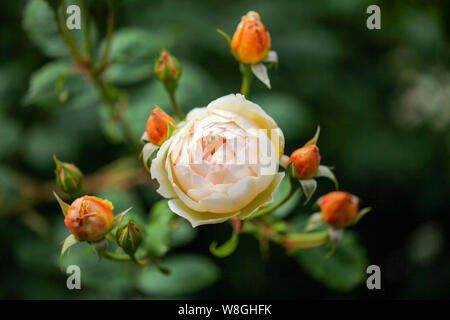 Eine Nahaufnahme Foto von David Austin Rose namens "Jude The Obscure" Stockfoto