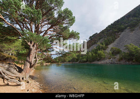 Ein Lochan Uaine, kleines Loch im Glenmore Forest Park, Cairngorms National Park in der Nähe von Aviemore, Badenoch und Strathspey, Schottland, Großbritannien Stockfoto