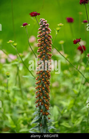 Eine Schokolade, die farbigen Fingerhut (Digitalis parviflora) "Milchschokolade" blumenstengel Stockfoto