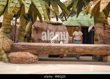 Lanzarote, Kanarische Inseln, Spanien - 20. April 2019: Rancho Texas Park ist der größte Zoo in Lanzarote. Show mit Papageien. Ausgebildete Papageien Stockfoto