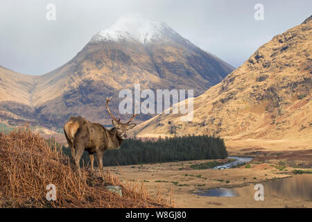 Red deer Stag/male (Cervus elaphus) am Berghang in River Valley in die Hügel, die im Winter in den schottischen Highlands, Schottland, Großbritannien Stockfoto