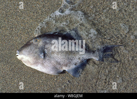 Tote Fische als Ergebnis der Wasserverschmutzung Stockfoto