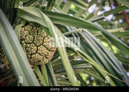 Samen von Meer pandanus oder Schraube kiefer Pflanze Baum (Pandanus tectorius oder Pandanus Odoratissimus) Stockfoto