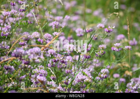 Bunte Krone vetch in voller Blüte Stockfoto