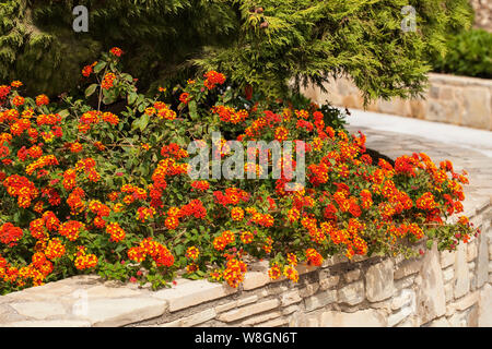 Lantana ist eine Gattung von über 150 Arten von mehrjährig blühende Pflanzen in der Verbena Familie Verbenaceae. Stockfoto