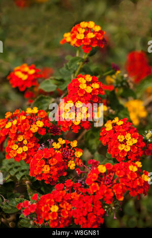 Lantana ist eine Gattung von über 150 Arten von mehrjährig blühende Pflanzen in der Verbena Familie Verbenaceae. Stockfoto