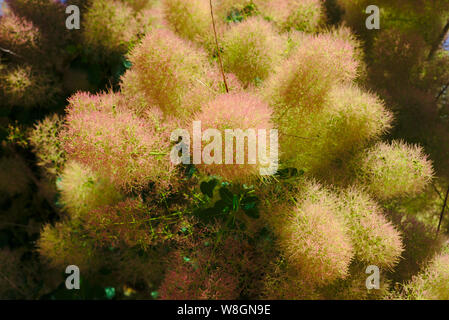 Haarige Blumen aus einem Baum eine Perücke; cotinus coggygria, Anacardiaceae Stockfoto