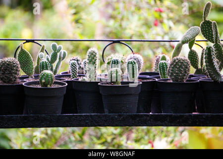 Cactus ist eine spannende Zimmerpflanze, die eine große Wirkung in einem Innenraum und oft Generationen Erfahrung mit seinem Besitzer hat. Stockfoto