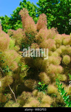 Haarige Blumen aus einem Baum eine Perücke; cotinus coggygria, Anacardiaceae Stockfoto