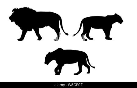 Stellen Sie realistische Silhouetten von einem Löwen und zwei Löwinnen, Tiere in freier Wildbahn, auf weißem Hintergrund-Vektor Stock Vektor