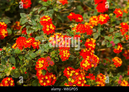 Lantana ist eine Gattung von über 150 Arten von mehrjährig blühende Pflanzen in der Verbena Familie Verbenaceae. Stockfoto