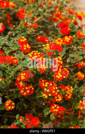 Lantana ist eine Gattung von über 150 Arten von mehrjährig blühende Pflanzen in der Verbena Familie Verbenaceae. Stockfoto