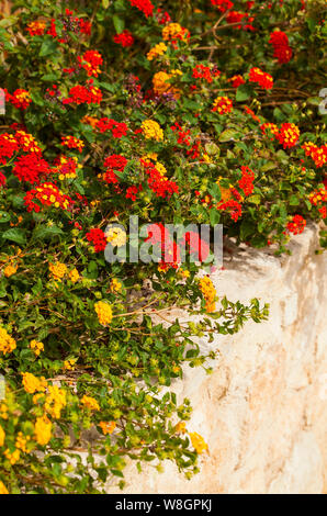 Lantana ist eine Gattung von über 150 Arten von mehrjährig blühende Pflanzen in der Verbena Familie Verbenaceae. Stockfoto