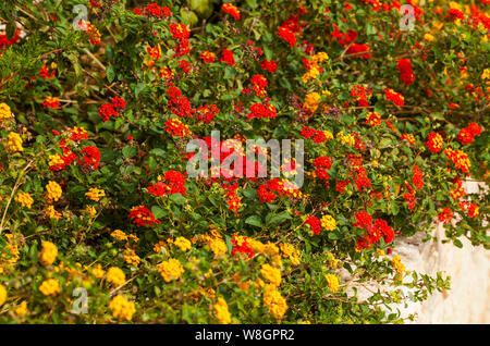 Lantana ist eine Gattung von über 150 Arten von mehrjährig blühende Pflanzen in der Verbena Familie Verbenaceae. Stockfoto