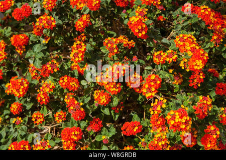 Lantana ist eine Gattung von über 150 Arten von mehrjährig blühende Pflanzen in der Verbena Familie Verbenaceae. Stockfoto