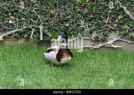 Wilde Enten in meinem Hinterhof Stockfoto