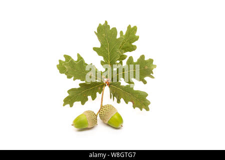 Zwei Eicheln mit Blättern auf weißem Hintergrund. Quercus Saatgut Stockfoto