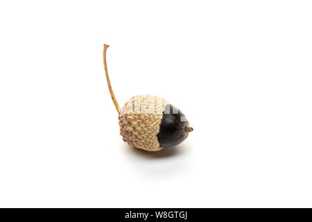 Einzelne schwarze Acorn auf weißem Hintergrund. Quercus Saatgut Stockfoto