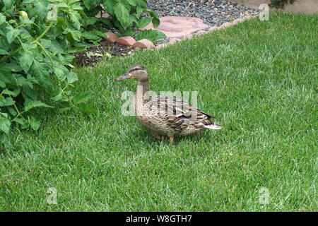 Wilde Enten in meinem Hinterhof Stockfoto