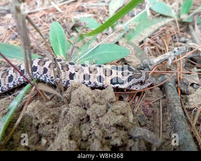 Östlichen Hog-gerochene Schlange in Ontario Kanada Stockfoto