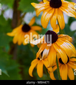 Verblassende Gelb Gelb Rudbeckien, in der Nähe Stockfoto