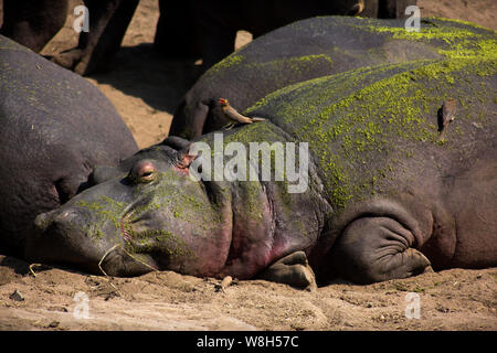 Red billed oxpecker Mittagessen auf der Rückseite eines Nilpferds an sweni River, Krüger Nationalpark, Südafrika Stockfoto