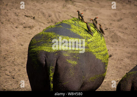 Red billed oxpecker Mittagessen auf der Rückseite eines Nilpferds an sweni River, Krüger Nationalpark, Südafrika Stockfoto