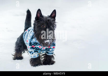 Yorkshire Terrier kleiner Hund, verschneiten Platz kopieren. Kleines, süßes Hündchen in der Klage. Tier Besitzer Pflege Stockfoto